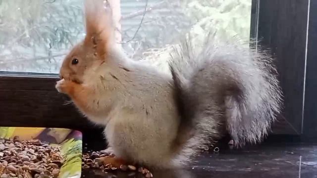 кормим белок