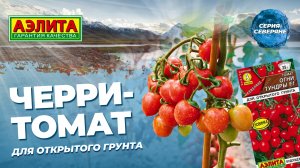 Черри томат ОГНИ ТУНДРЫ F1 в ОТКРЫТОМ ГРУНТЕ