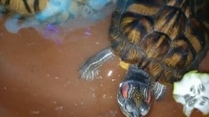 Красноухин черепахи на кормёшке. Умная колонка Маруся рассказывает анекдоты. 23-03-2026