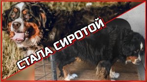 Не важно какой ты породы - ЗЕННЕХУНД или " ДВОР-ТЕРЬЕР ", от несчастья нет страховки...