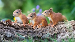 «Малыши животных в природе»