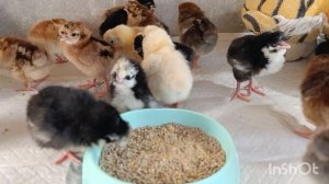 23-03-2026. Очередной вывод цыплят 🐥🤗