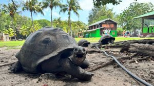 "Черепаховый" остров Кюрьёз, Сейшелы