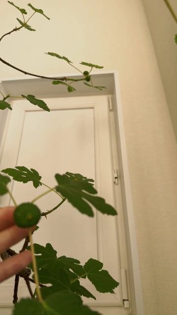 Такой ранний урожай инжира я еще не видел | Инжир дома #инжир #экзотика