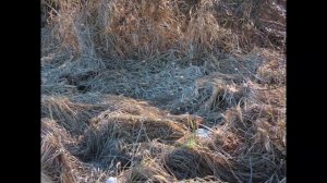 Кадры  дня 20 марта 2026 / Ижора. Межстоличье.