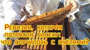 Ревизия, которая потрясла пасеку: что случилось с пчёлами?