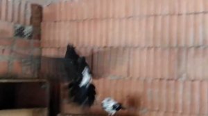 бьёт а голубятне