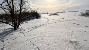 охота на зайца пошла не по плану. стрелял по зайцу, нашел лося. Лось затоптал собак