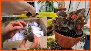 Меньше года а уже так выросли. Переселяю Эписции в большие горшки.