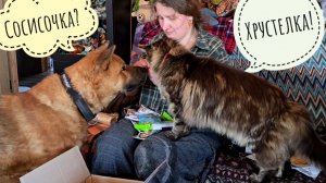 Пёс Кубик и Кошка Морошка в распаковке посылочки из Минска! Всем достались подарочки!