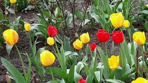 Жёлтые тюльпаны 2.0