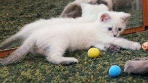Игры котят, 1.8 месяца