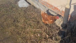 ЭИВЕМ У ДОЧЕРИ В ДЕРЕВНЕ.МАРТ 2026