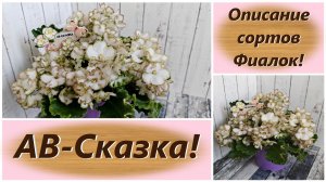 Описание сортов Фиалок! АВ-Сказка!
