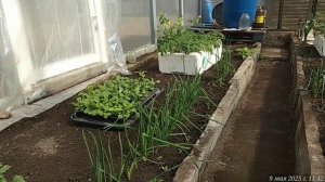 09.05.2025 Подкормка рассады