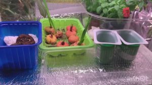 Сажаю различные семена цветов и овощей