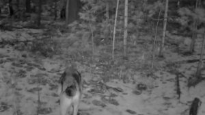 Фото ловушка 🐺🐺🐺🐺