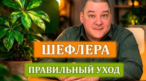 Шефлера: уход в домашних условиях. Все секреты уже здесь