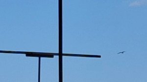 1000109036.mp4Охотники за голубями