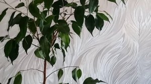 Фикус Бенджамина