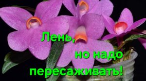 Будни цветомана!Мильтонии,Куберсони, китайский Вуду,каттлея Альма, крестовник, хойя и др.