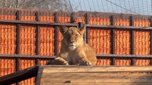 Ленивые коты