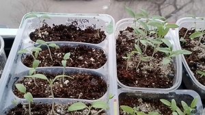 Обзор рассада на 23.03.26г