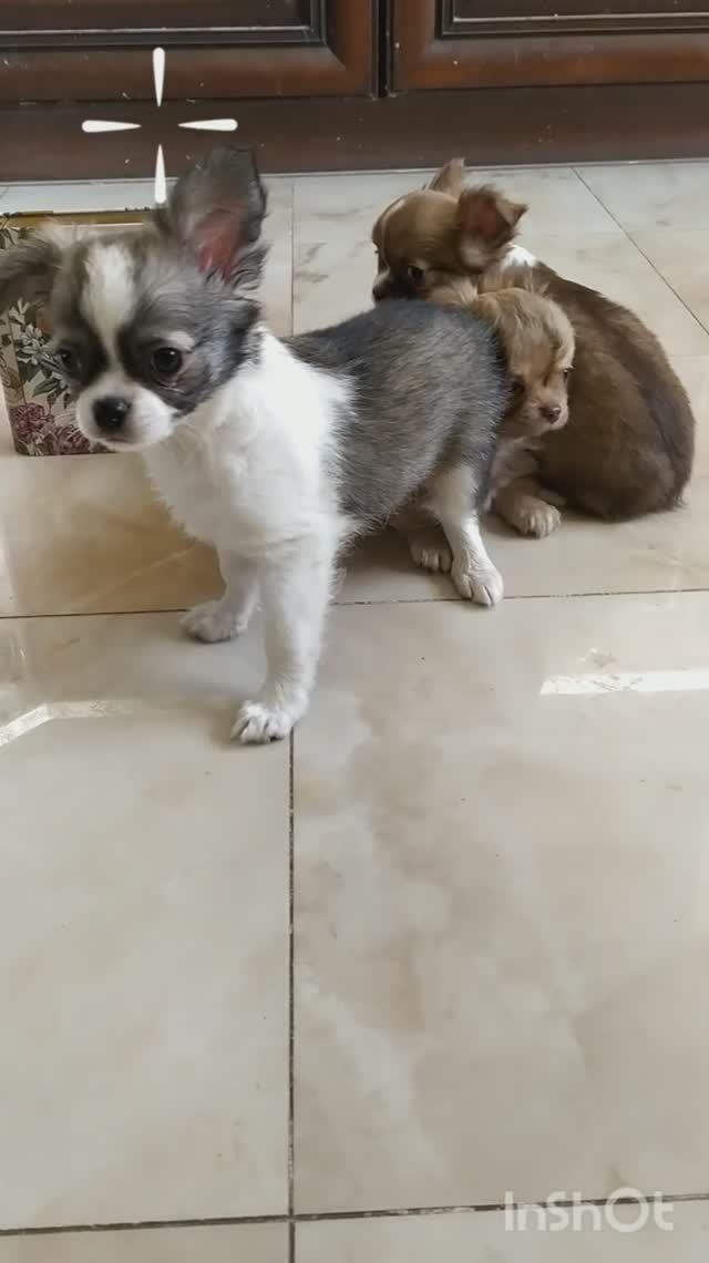 чихуахуа щенки, Москва