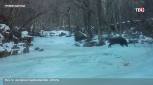 Упитанный кабан не смог преодолеть замерзшую реку