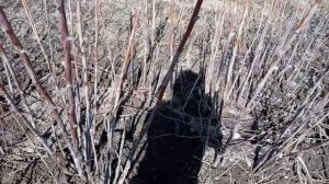 Началась уборка дров в дровеникmp4