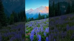 Говорит с нами Вечность.  Песня на стихи Раисы Йилдырим