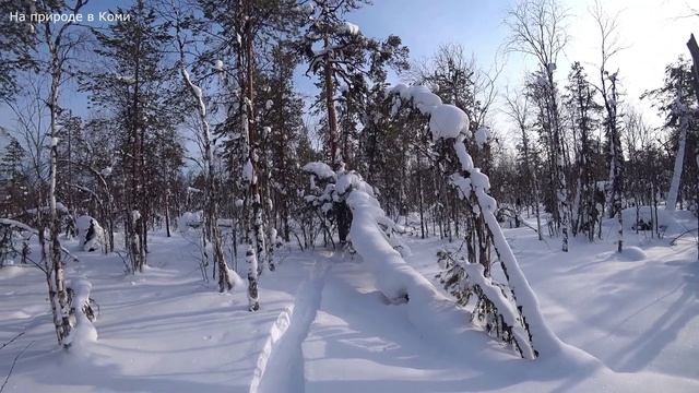 Закрыл полностью охоту на капканы. Лоси идут строго на юг. 22 серия