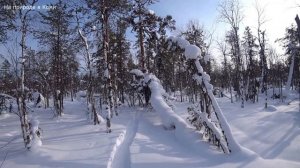 Закрыл полностью охоту на капканы. Лоси идут строго на юг. 2/2 серия