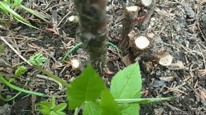 10.05.2025 оставила одну ветку розы, остальные обрезала до первой живой почки (почти у самой земли)