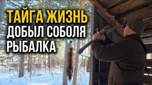Таёжный быт.Изба. Добыл соболя.Закрытие охоты