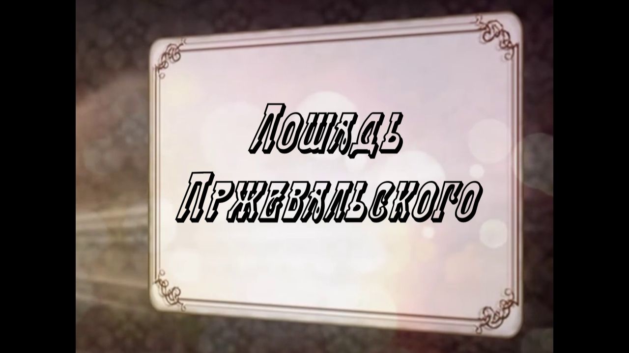 Лошадь Пржевальского