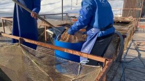 Запуск форели