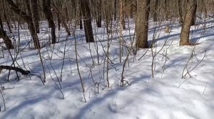 В эту ночь я ложиться не буду