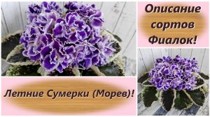 Описание сортов Фиалок! Летние Сумерки (Морев)!