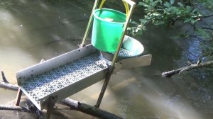 Золотой остров! Золото прямо под ногами!