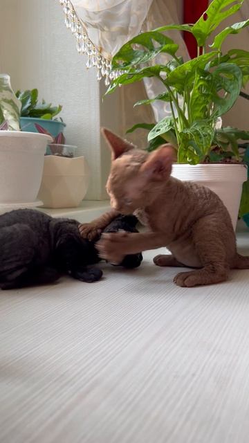 Стимпанк воин в дождливом городе #стимпанк #приключения #фантастика