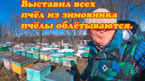 ВЫСТАВИЛ ПОСЛЕДНИЕ ПЧЕЛОСЕМЬИ НА ТОЧОК, ОБЛЁТ ПЧЁЛ ПРОДОЛЖАЕТСЯ