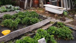 Архив//04.07.21 Влог-рацион-дела садовые-вязание Ирландским кружевом