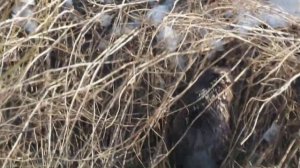 30 мар. 2024 г.  Охота бездомных собак на бобра. Кемерово