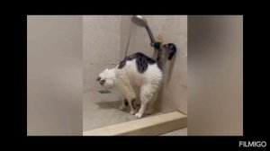 Приколы животных🤣Смешные видео котиков и собачек 🦭