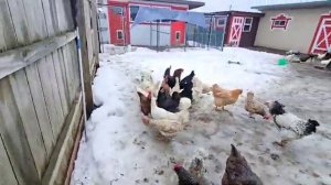 Сельчанка в Америке / Я ТАК СТАРАЛАСЬ НО ОНИ НЕ ЗАХОТЕЛИ