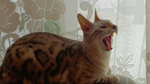 Бенгальский кот красавчик.