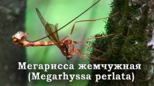 Мегарисса жемчужная (лат. Megarhyssa perlata)