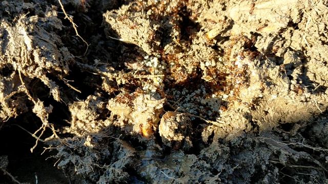 Коп № 228 открытие сезона