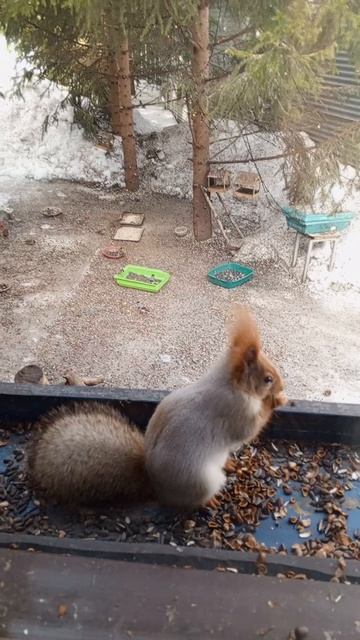 белки кумушки